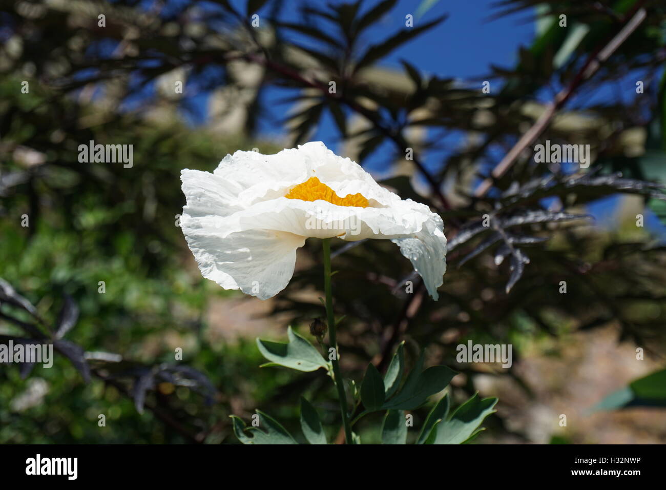 Des fleurs dans les jardins du château de Powis de galles Banque D'Images