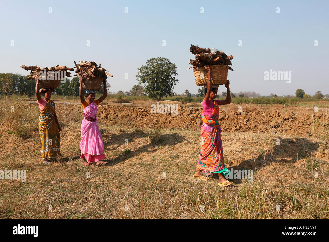 Femme transportant du bois de chauffage, TRIBU KOYA, Mendilekha Dhanora village, Taluka, Dist Gadchirolii, Maharashtra, Inde Banque D'Images