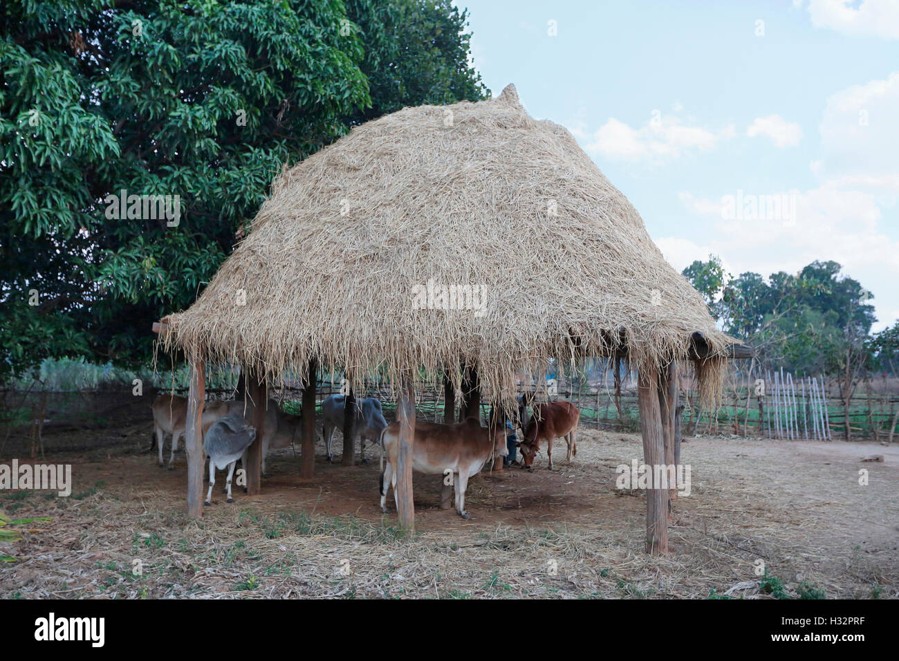 La paille de riz près du champs, Khairwar Chiniya tribu, village, Dist Balrampur Chattisgarh, Inde, Banque D'Images