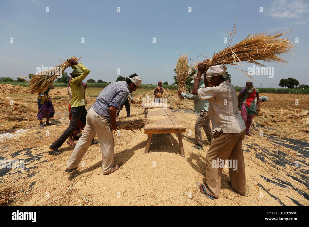 Les populations tribales et dehusking les grains dans un village près de Surat, Gujarat, Inde Banque D'Images