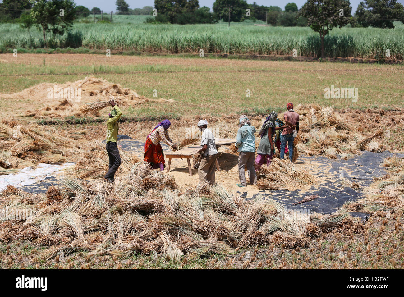 Les populations tribales et dehusking les grains dans un village près de Surat, Gujarat, Inde Banque D'Images