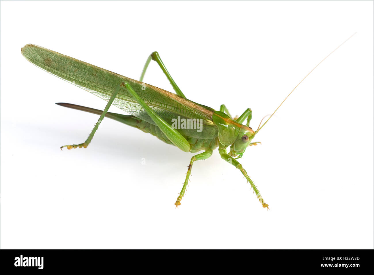 Grosses ; Heupferd ; Tettigonia Viridissima, Banque D'Images