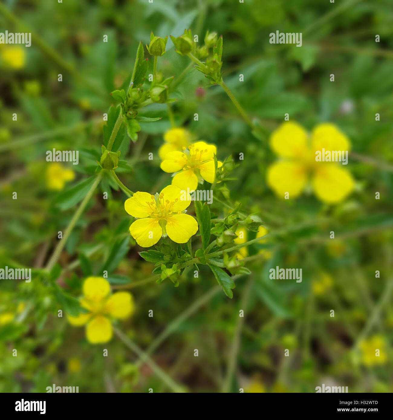 Blutwurz ; Potentilla erecta, gelbe ; ; ; ; Heilpflanze Blueten gelb Banque D'Images