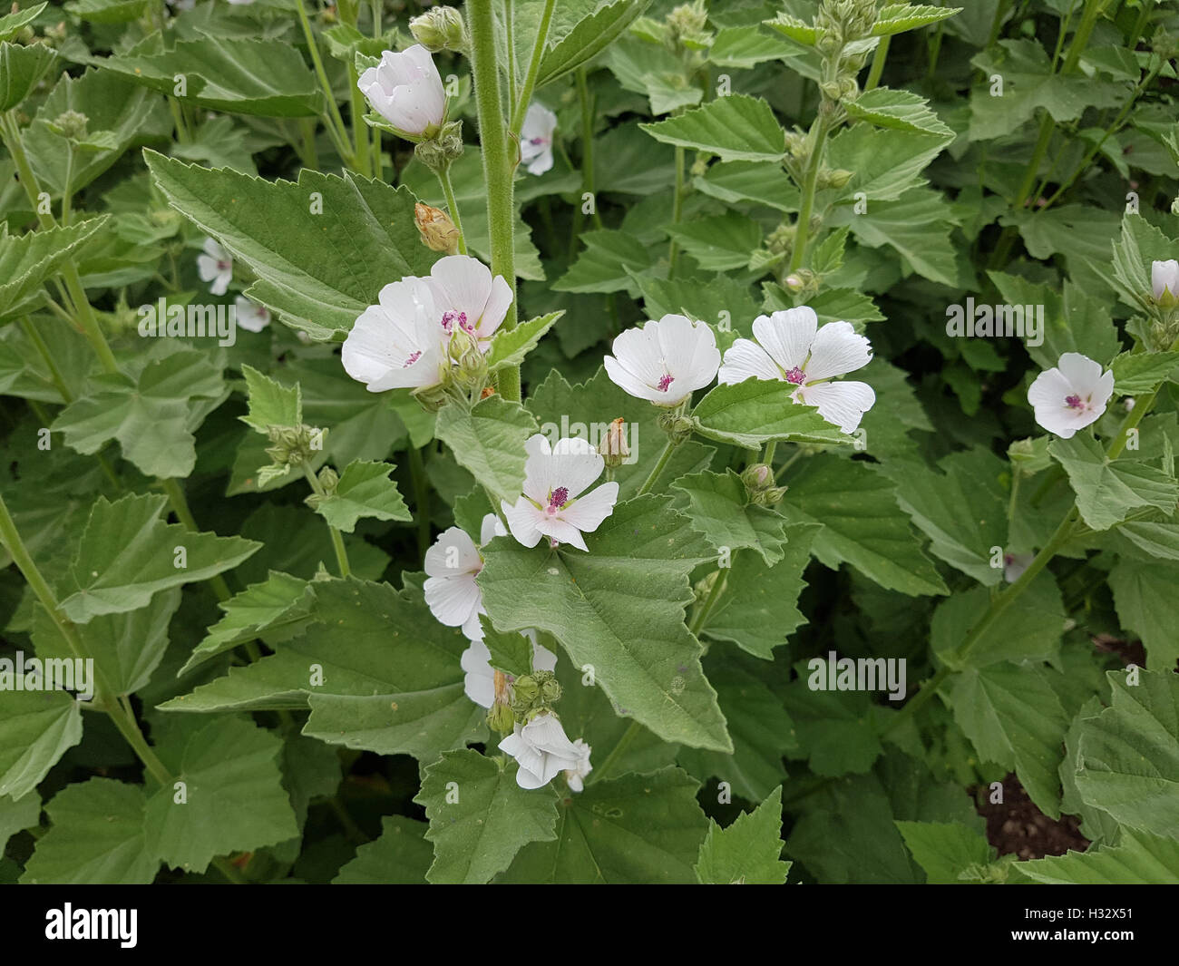Eibisch Althaea officinalis ; ; ; ; ; Blueten weiss weisse ; Eibischbluete Heilpflanze ; Staude ; Banque D'Images