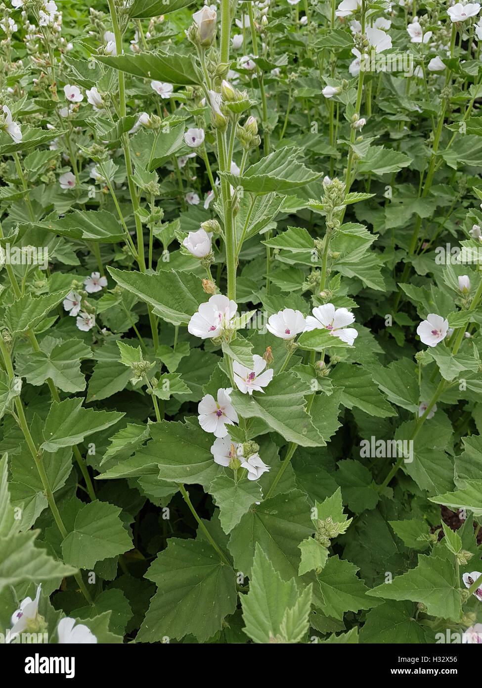 Eibisch Althaea officinalis ; ; ; ; ; Blueten weiss weisse ; Eibischbluete Heilpflanze ; Staude ; Banque D'Images