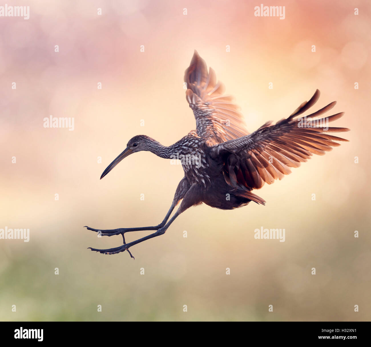 Limpkin Oiseau en vol au coucher du soleil Banque D'Images