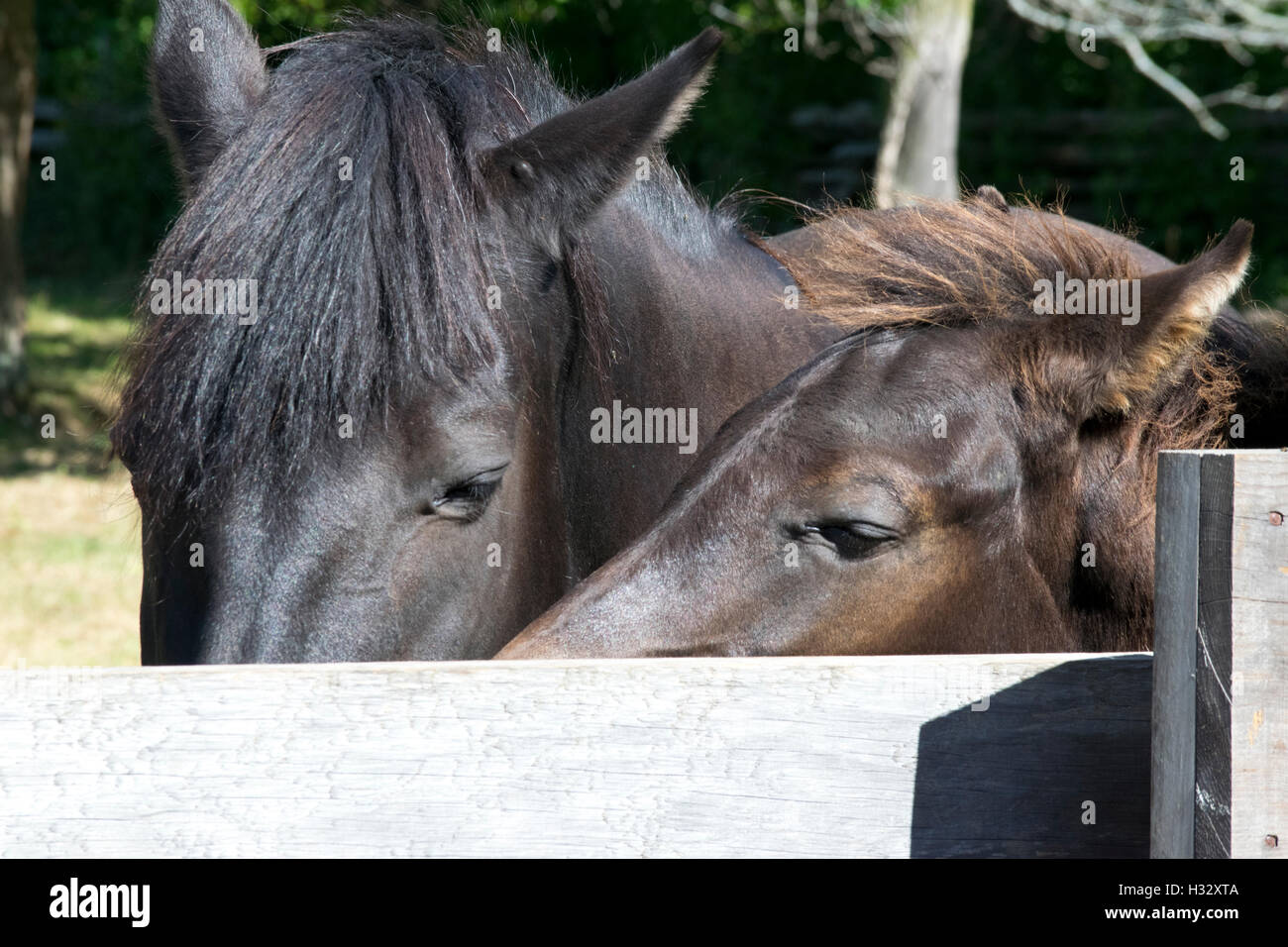 Les chevaux canadiens, la Jument et poulain. Banque D'Images