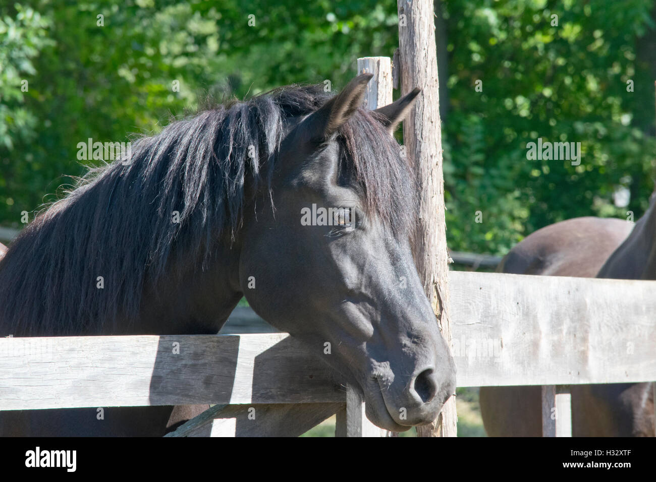 Vue d'un cheval canadien. Banque D'Images