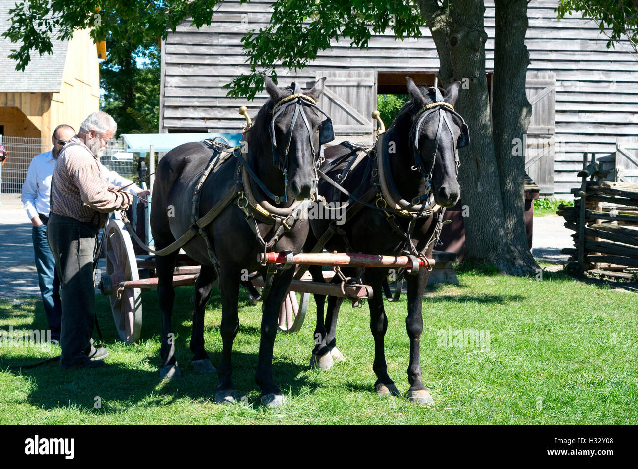 Une paire de chevaux canadiens étant attelés à un chariot. Banque D'Images