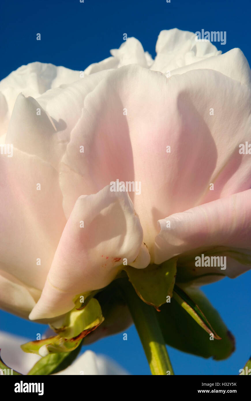 Miss America pivoine, Adelman Peony Garden, Brooks, de l'Oregon Banque D'Images