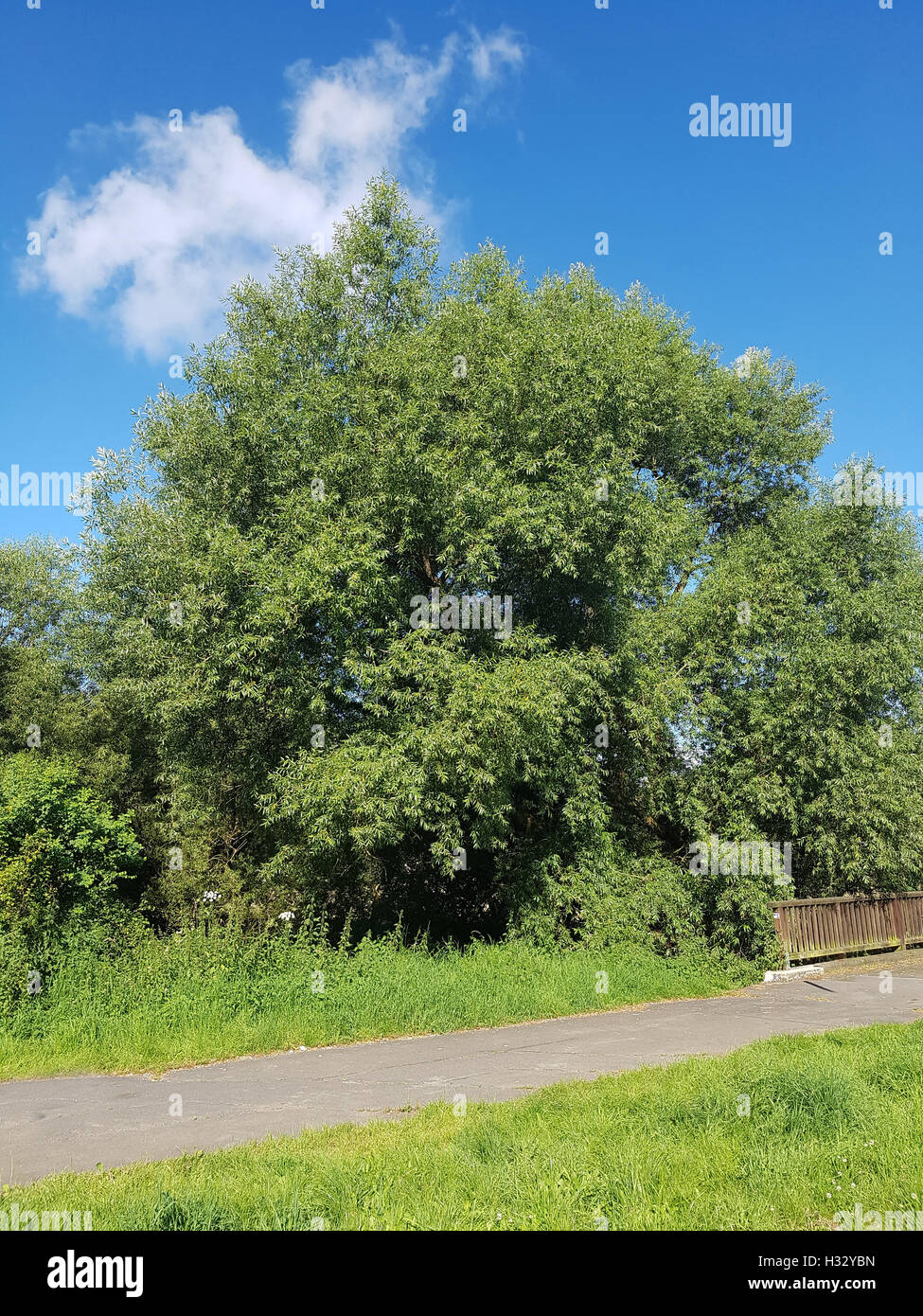 Silberweide Salix alba ; ; ; Blatt, Heilpflanze Laubbaum Banque D'Images