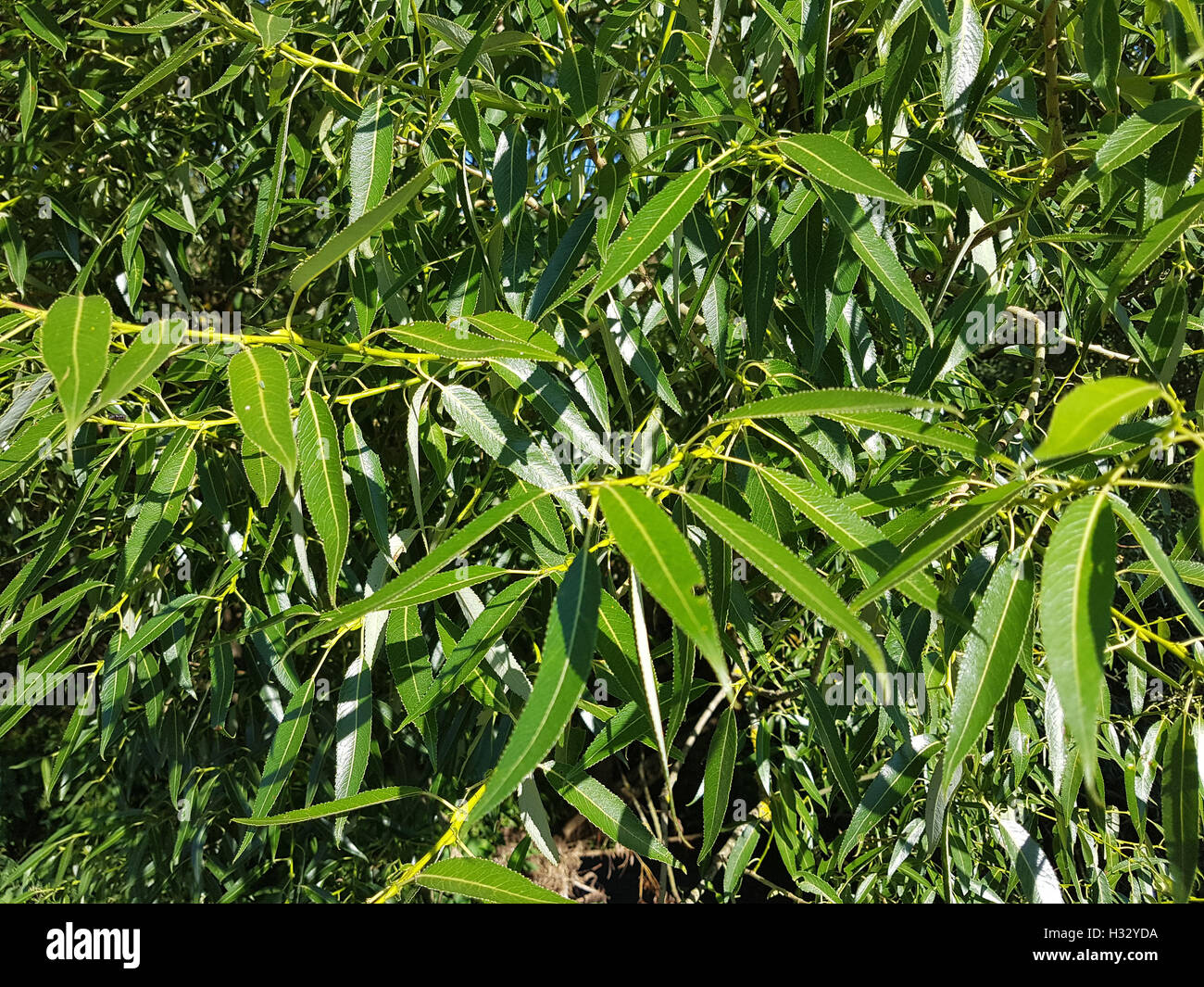 Silberweide Salix alba ; ; ; Blatt, Heilpflanze Laubbaum Banque D'Images