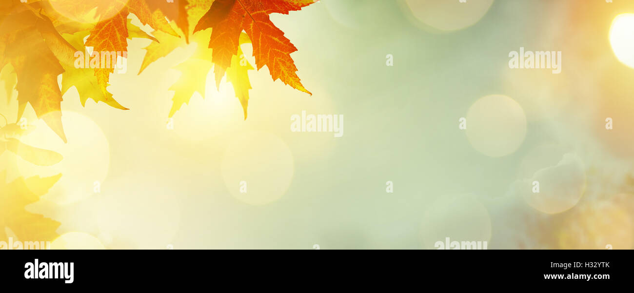 Abstract nature automne Arrière-plan avec des feuilles jaunes Banque D'Images