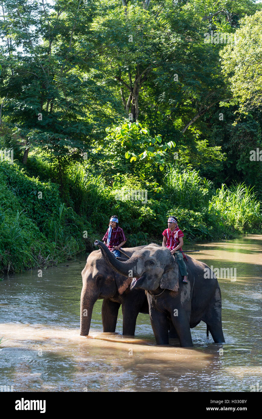 CHIANG MAI, THAÏLANDE - MAI. 31 : Tous les jours elephant show à la Thai Elephant Conservation Centre ; mahout montrent comment monter et transp Banque D'Images