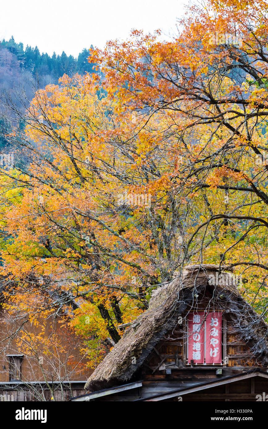 Maison Gassho-zukuri avec antécédents d'arbres d'érable à Shirakawa-go l'automne. Shirakawa-go est l'un des SIT au Patrimoine Mondial de l'UNESCO Banque D'Images