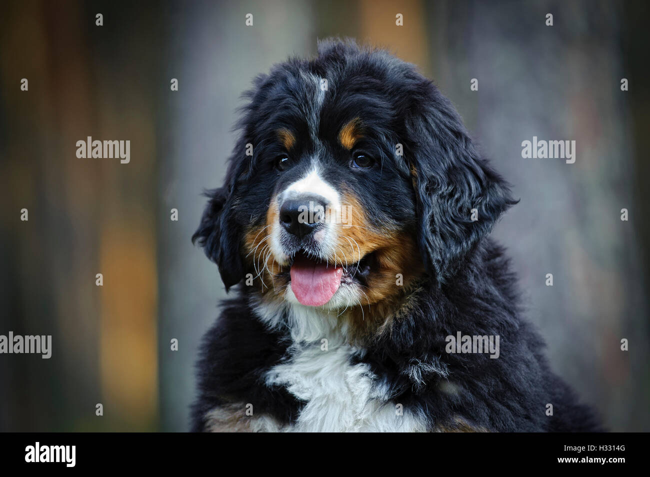 Bernese Mountain Dog puppy portrait Banque D'Images