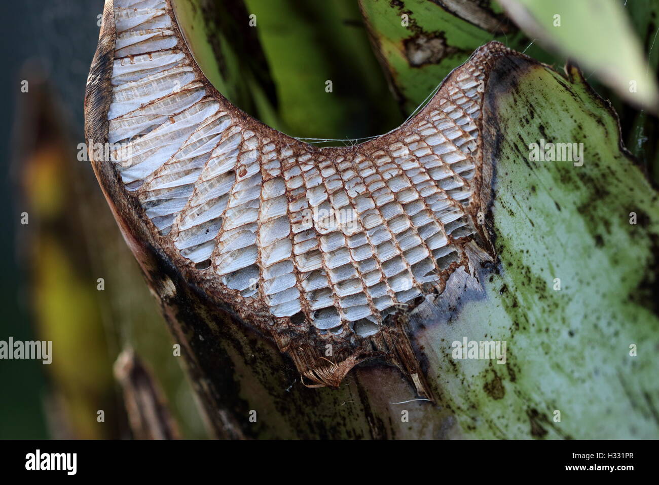 Close up image of f boîte Ensete ventricosum, tige feuille de bananier d'Abyssinie Banque D'Images