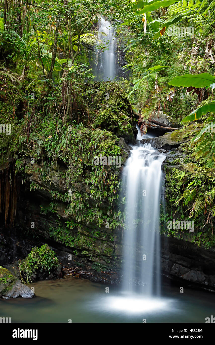 Juan Diego, cascades, forêt nationale des Caraïbes (El Yunque Rain Forest), Puerto Rico Banque D'Images