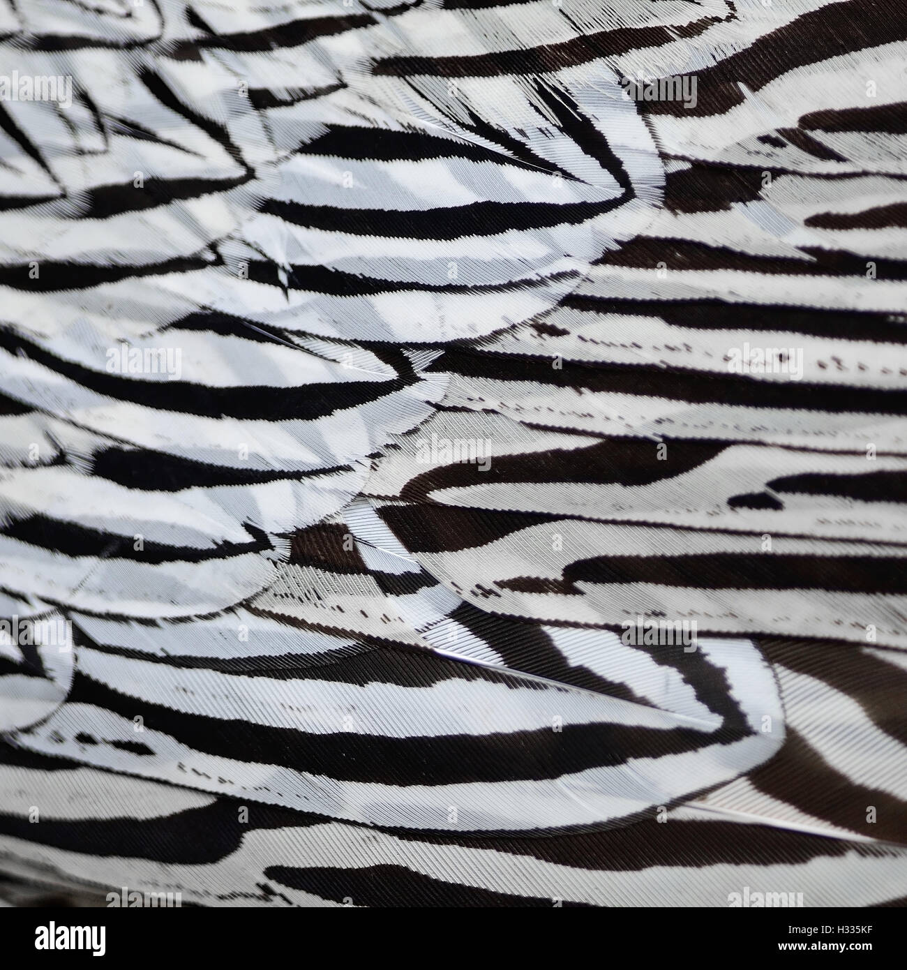 Plumes de faisan d'argent Banque D'Images