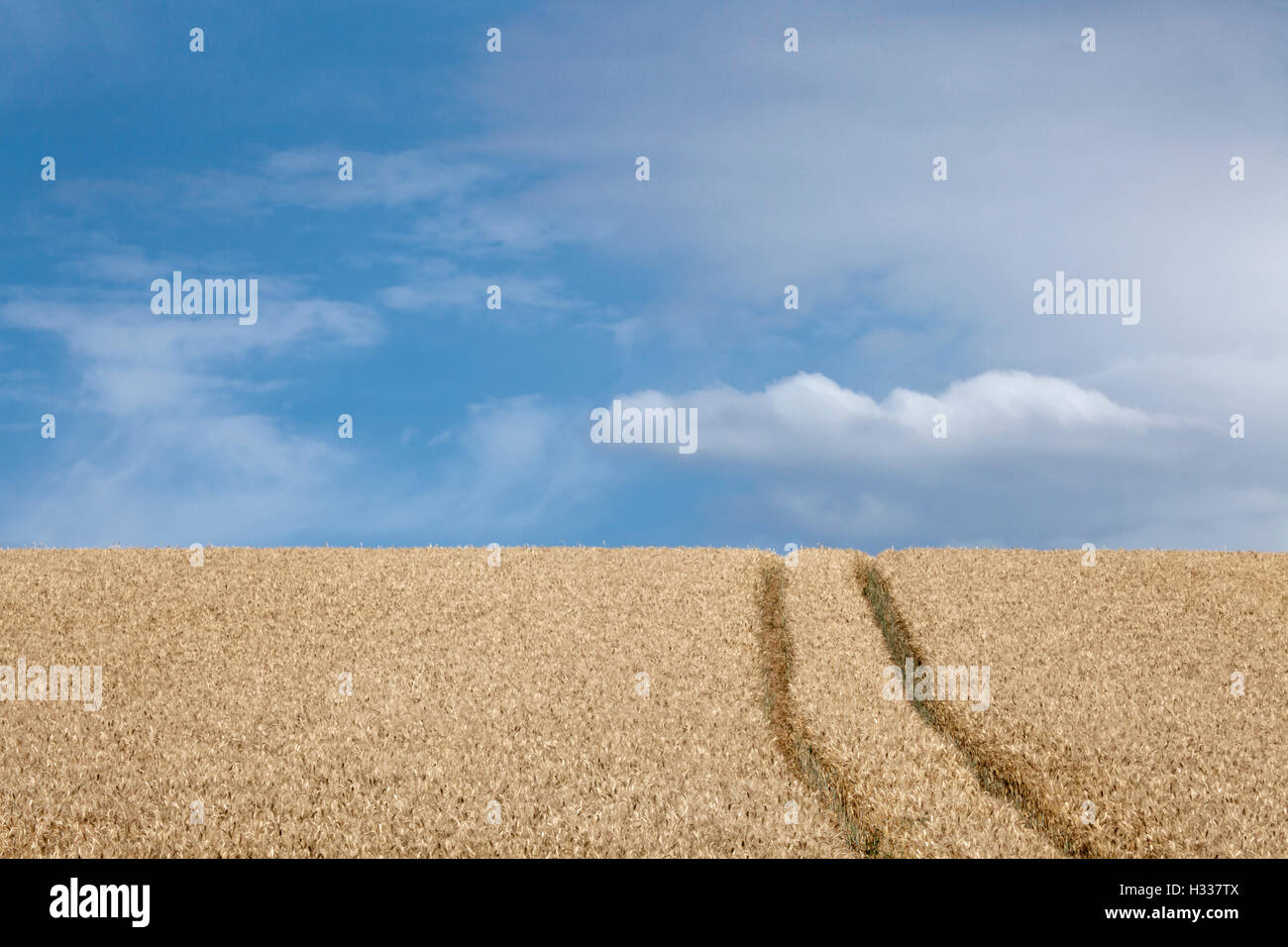 Champ de blé (Triticum) avec lane Banque D'Images