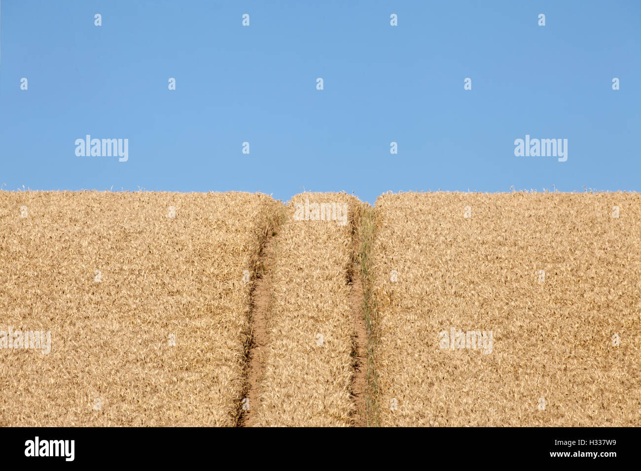 Wheatfield (Triticum) avec lane Banque D'Images