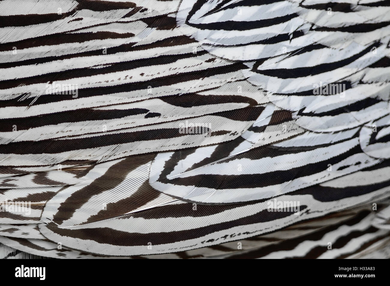 Plumes de faisan d'argent Banque D'Images