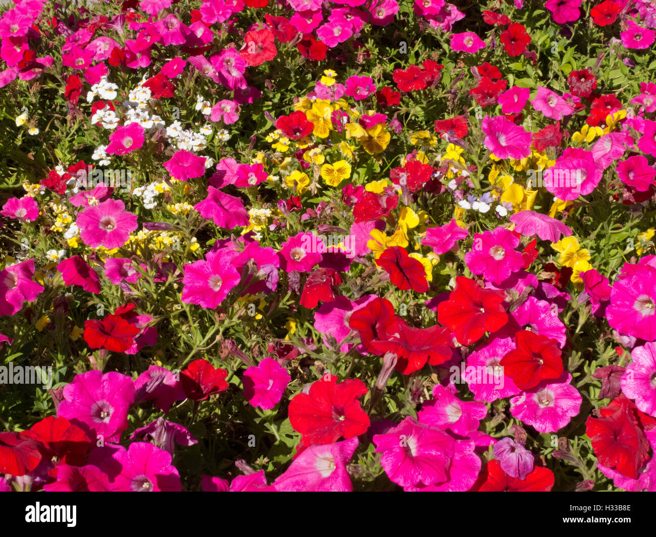 Jardin de fleurs pétunia motif de fond nature Banque D'Images Jardin de fleurs pétunia motif de fond nature Banque D'Images