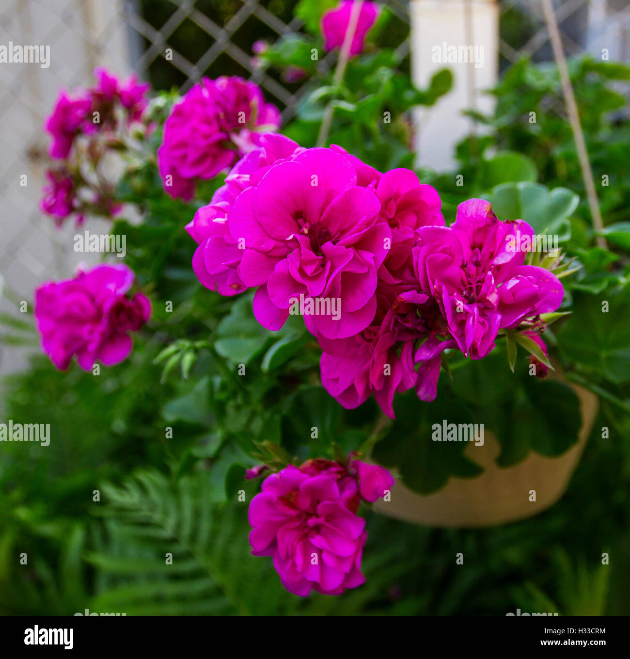 Dans un pot de fleurs Banque D'Images