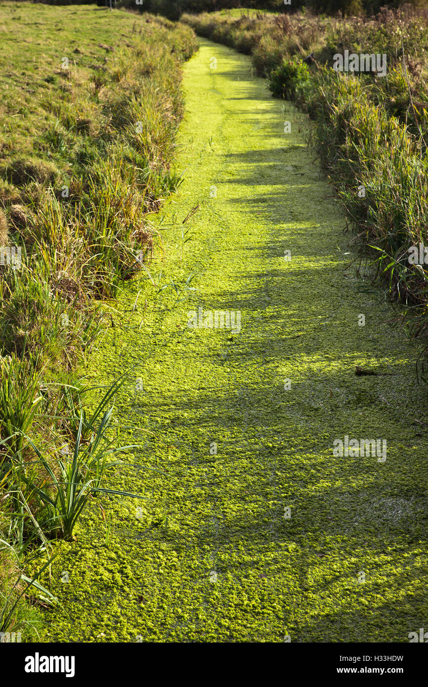 La prolifération des algues dans un cours d'eau des terres agricoles causée par le ruissellement d'engrais. Banque D'Images