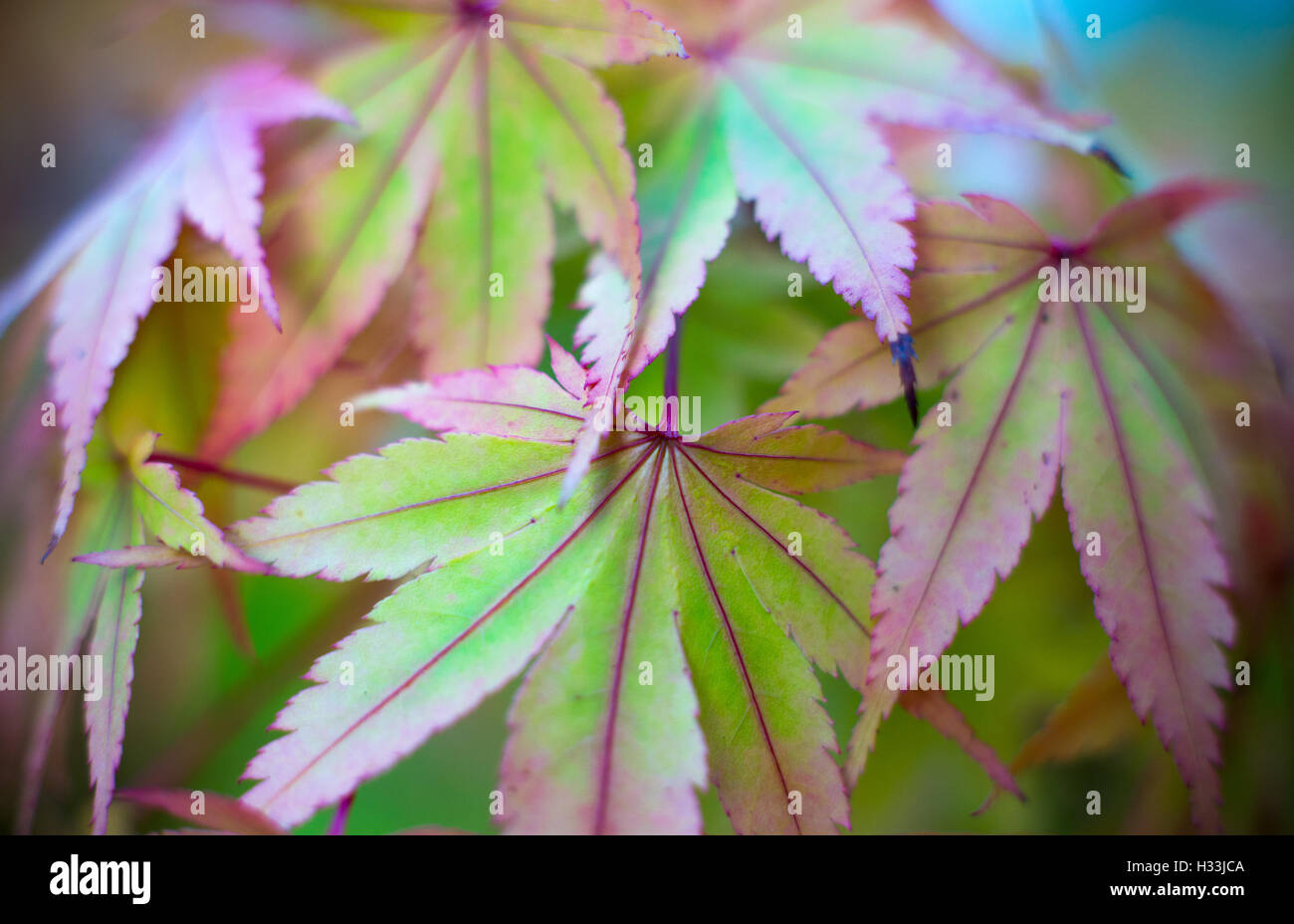 Palmatum Sango kaku-feuilles Acer japonais commence à changer dans leurs couleurs d'automne. Banque D'Images