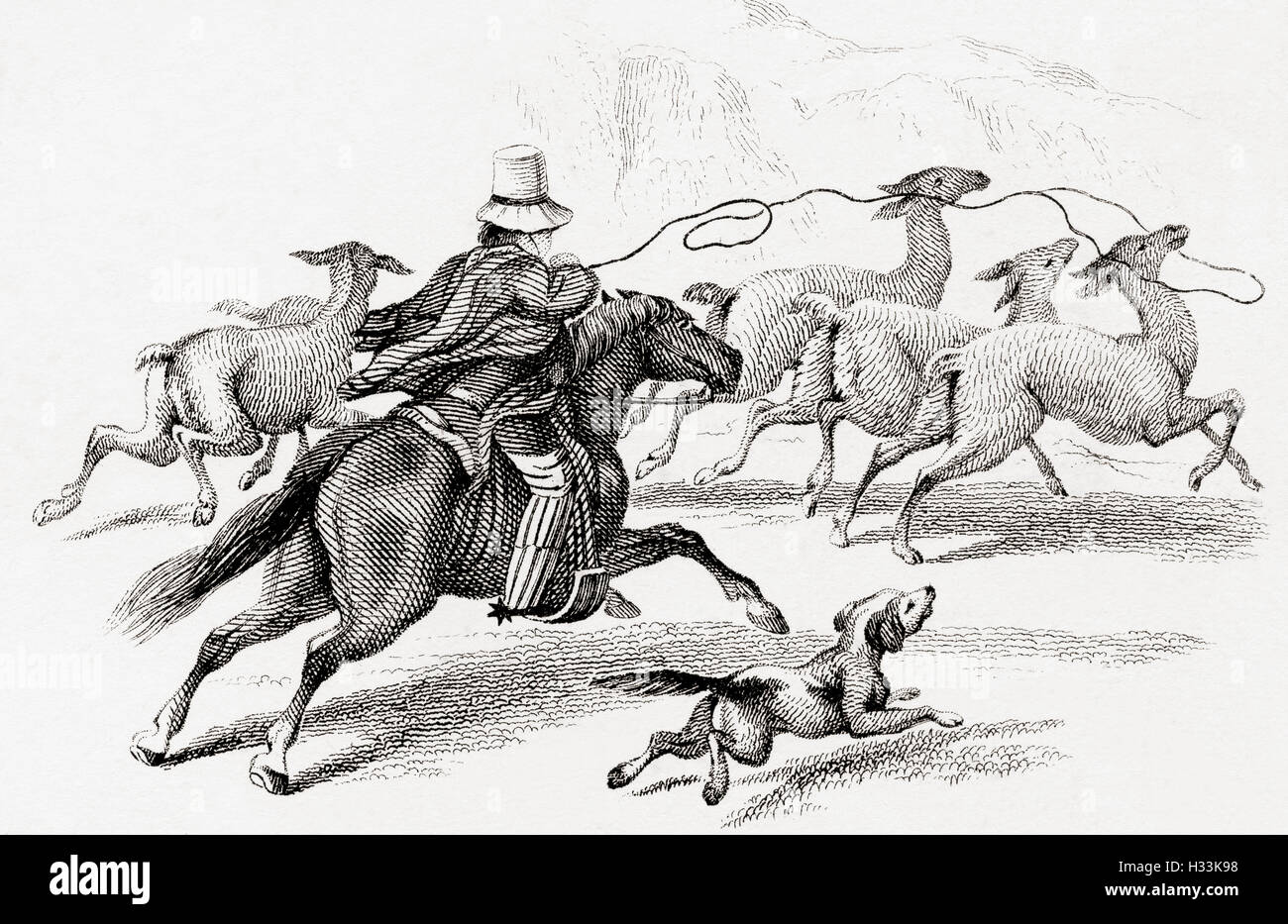 Les lamas de chasse avec des lassos sur la côte ouest de l'Amérique du sud au 19e siècle. Banque D'Images