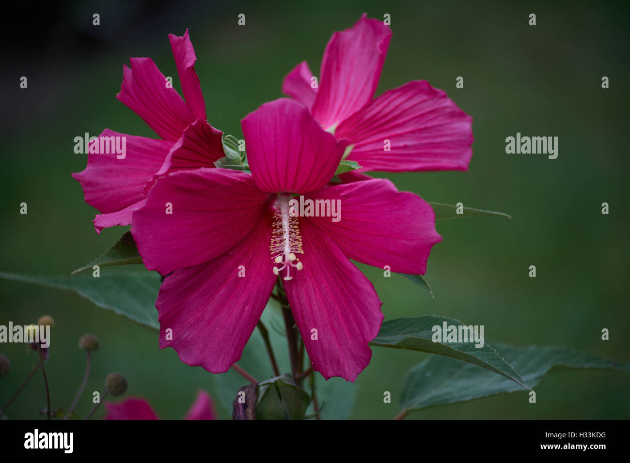 Fleurs mauve rose rouge de marais Hibiscus moscheutos close up Banque D'Images