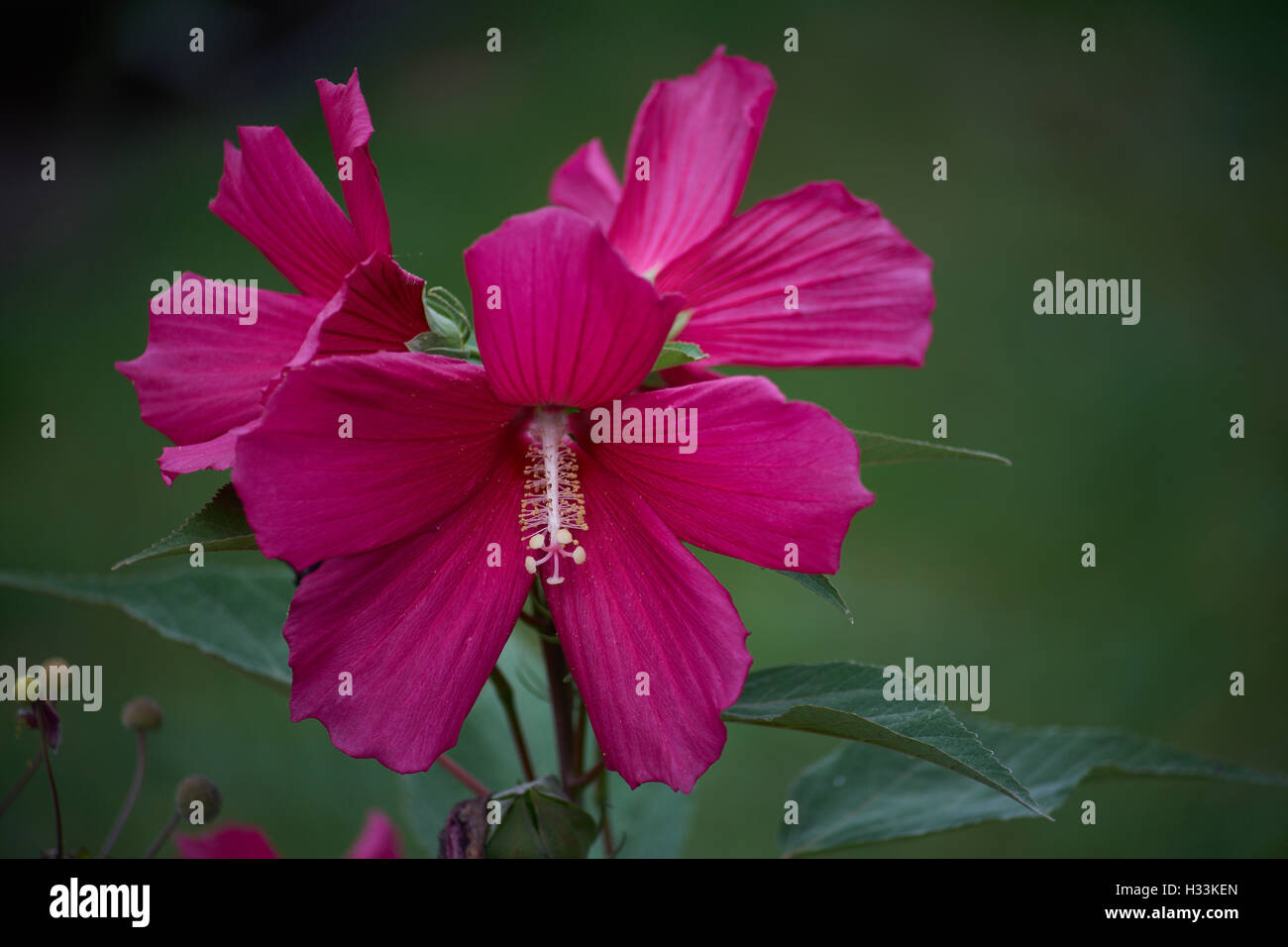 Fleurs mauve rose rouge de marais Hibiscus moscheutos close up Banque D'Images