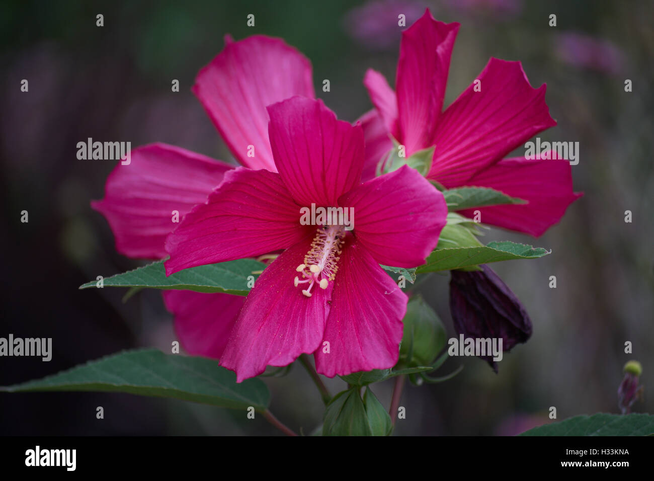 Fleurs mauve rose rouge de marais Hibiscus moscheutos close up Banque D'Images