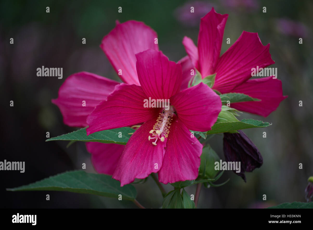 Fleurs mauve rose rouge de marais Hibiscus moscheutos close up Banque D'Images