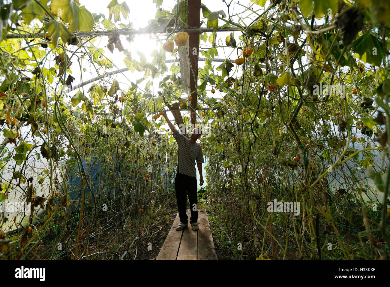 Simon Edwards travailleur inspecte les citrouilles décoratives dans une poly-tunnel dans le market garden à Madehurst citrouilles pour le Pum Madehurst Banque D'Images