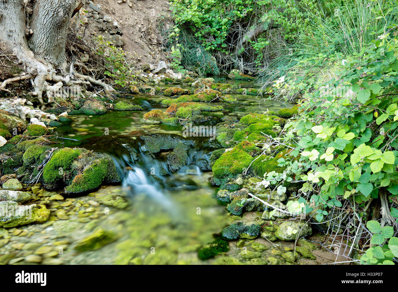 Wood River en été, en passant par le terme munipal de Paterna del Madera, Albacete, Espagne. Capture horizontale avec des tons verts. Banque D'Images
