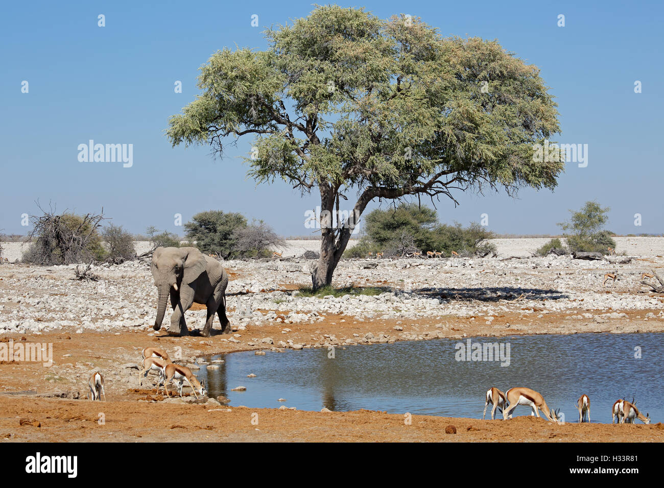 Un éléphant d'Afrique et les antilopes springboks à un point d'Etosha National Park, Namibie Banque D'Images