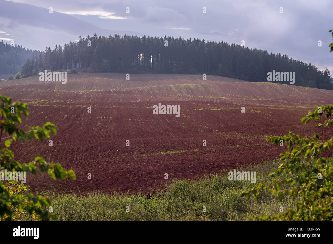 Octobre brumeux coucher du soleil sur les collines ondulées rouge-brun Banque D'Images