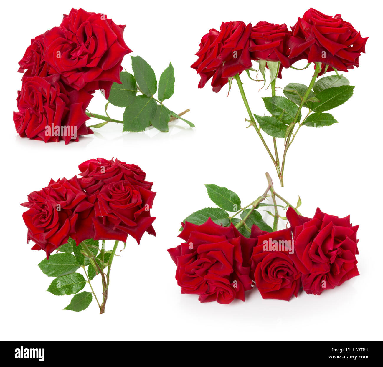 Collection de roses rouge isolé sur fond blanc. Banque D'Images