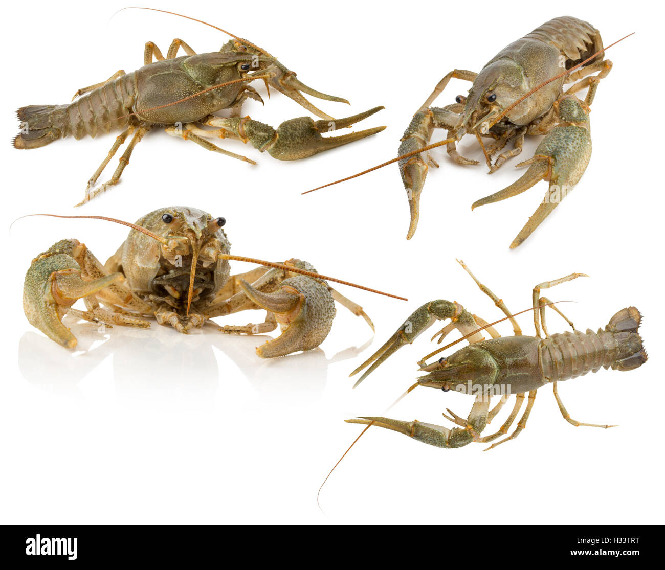 Collection de homards isolé sur le fond blanc. Banque D'Images