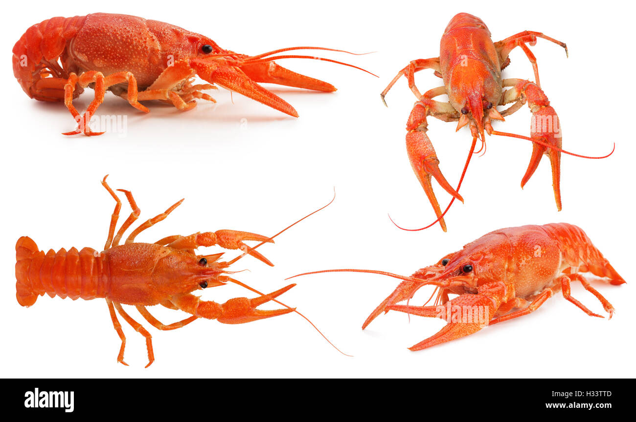 Collection de homards isolé sur le fond blanc. Banque D'Images