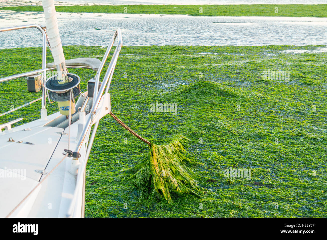 Proue de bateau et une chaîne d'couvertes de laitue de mer d'eau salée sur les estrans à marée basse de Wadden, Pays-Bas Banque D'Images