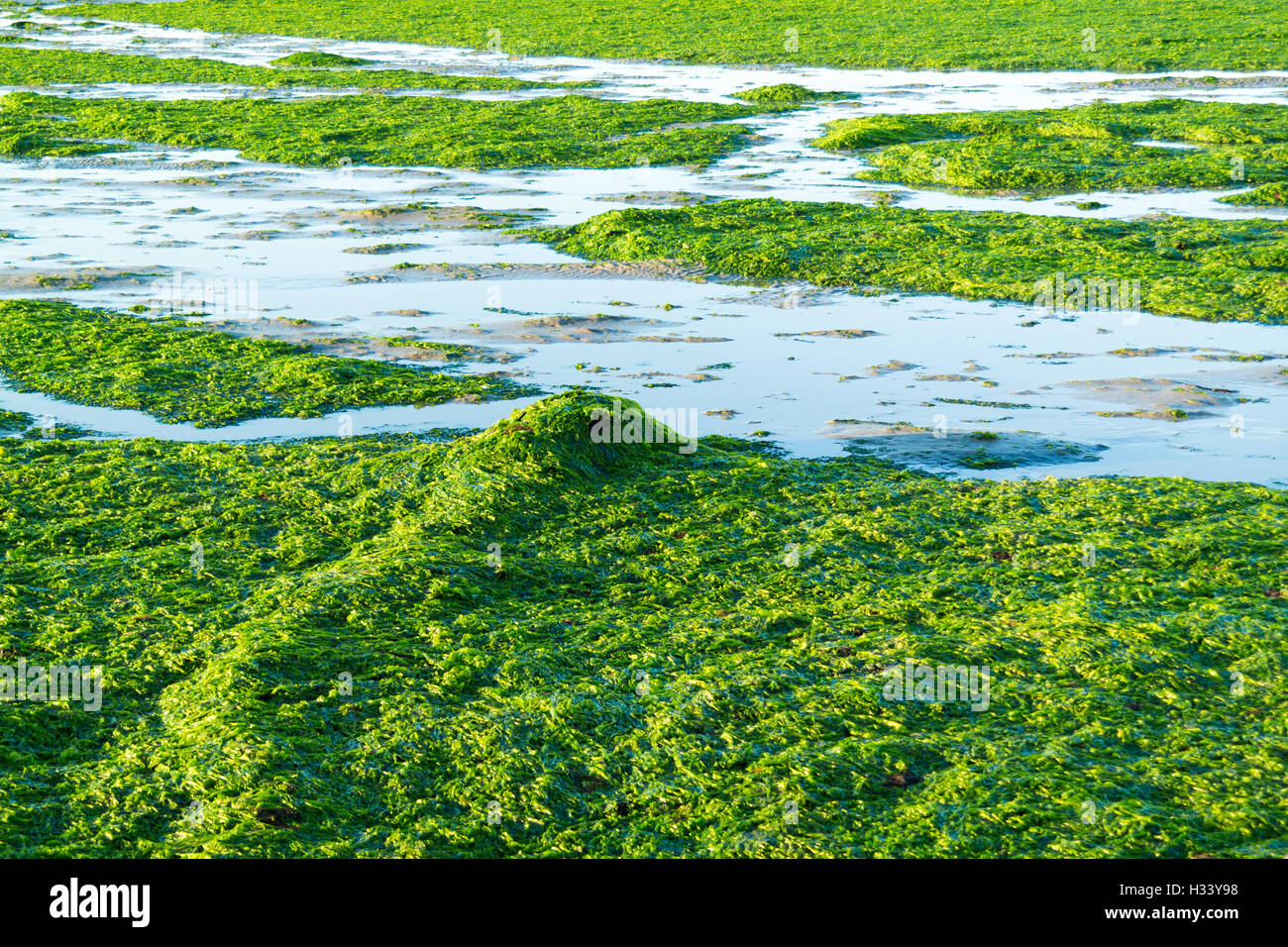 Chaîne d'Ancre couverte de laitue de mer d'eau salée sur les estrans à marée basse de Wadden, Pays-Bas Banque D'Images