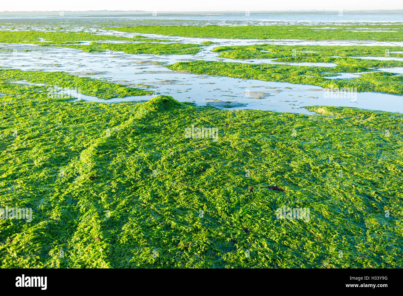 Chaîne d'Ancre couverte de laitue de mer d'eau salée sur les estrans à marée basse de Wadden, Pays-Bas Banque D'Images