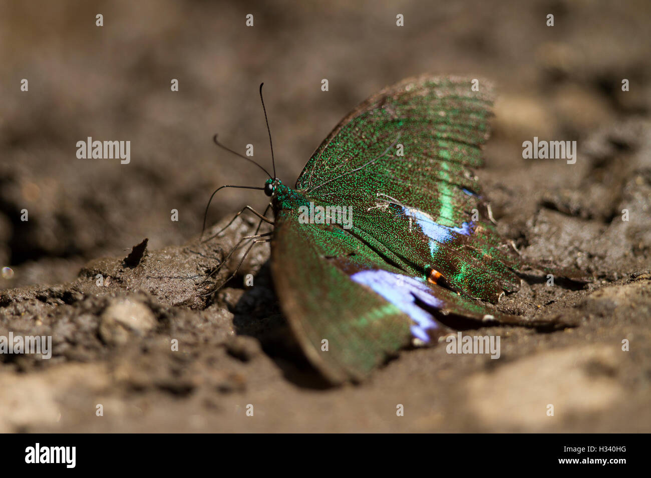 Beau papillon volant, Paris Peacock (Papilio paris) le vert foncé et velvel avec ailes de papillon entièrement panoramique Banque D'Images