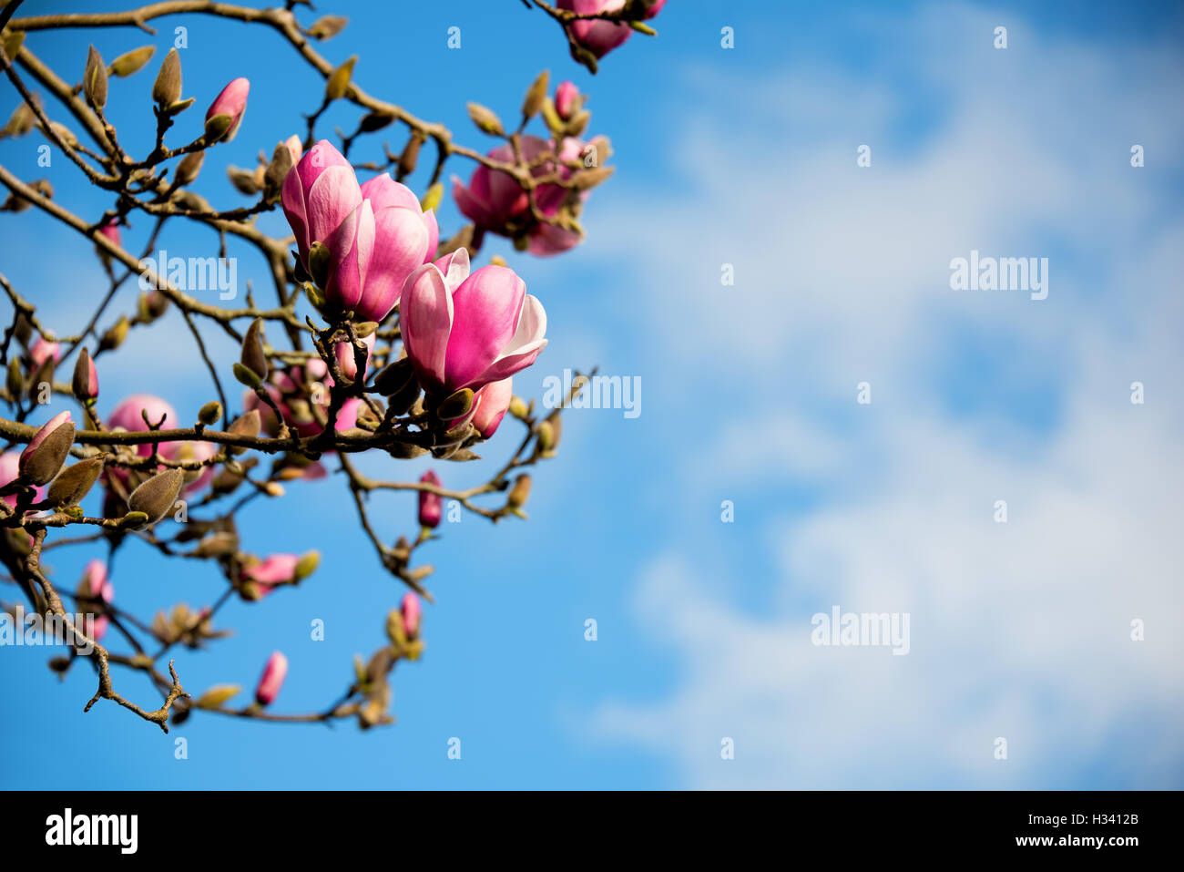 Succursale de tulip magnolia fleurs avec ciel bleu sur une journée ensoleillée Banque D'Images