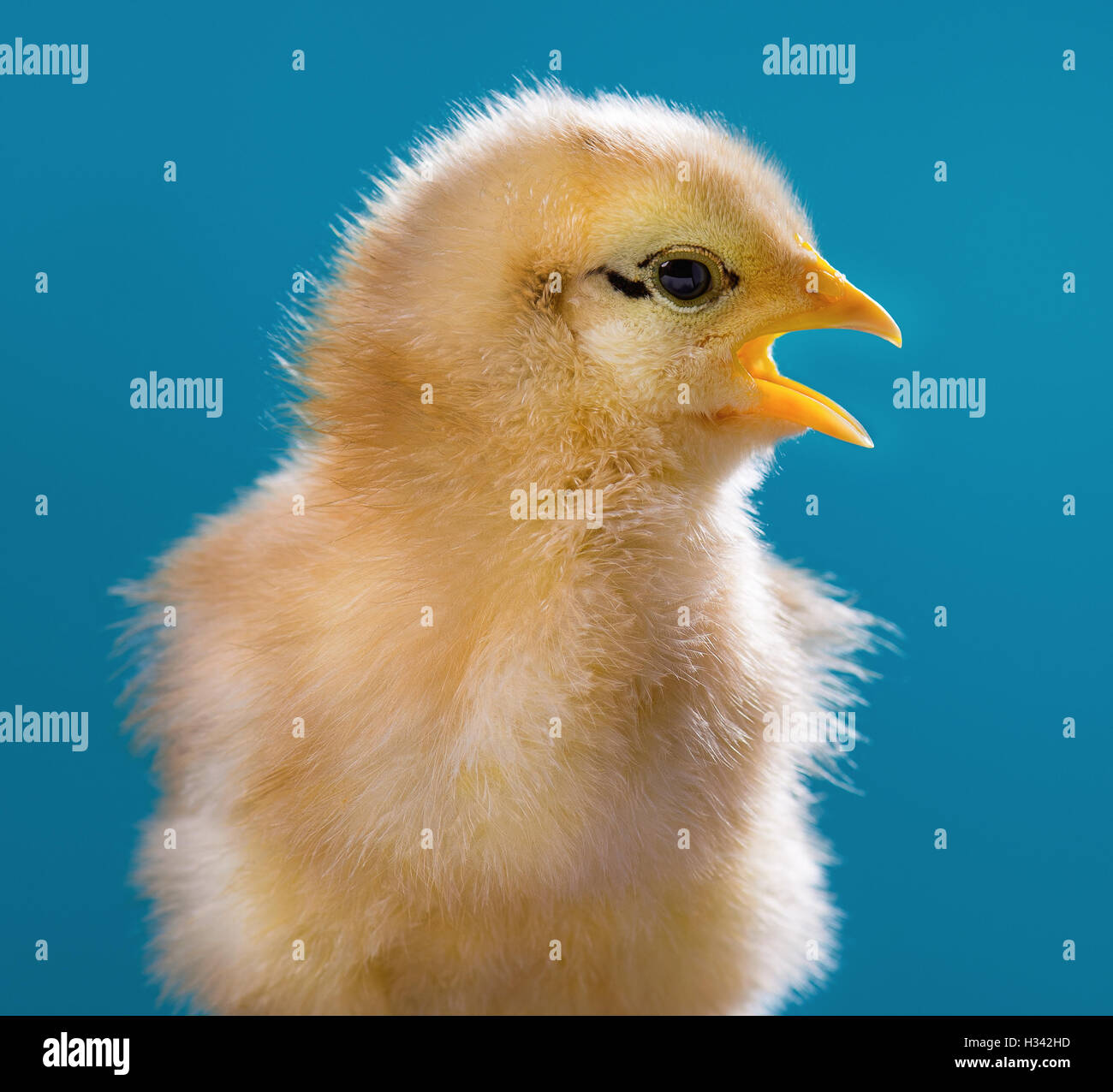 Poulet mignon nouveau-né Banque D'Images Poulet mignon nouveau-né Banque D'Images