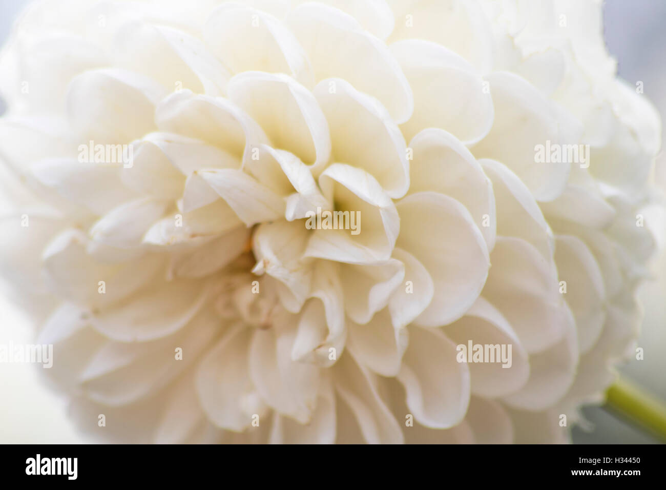 Plan macro sur une fleur, avec de jolies pétales blancs Banque D'Images