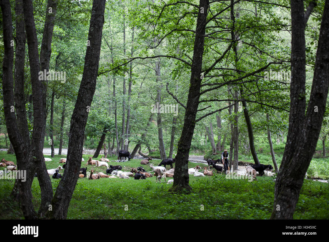 Un troupeau de moutons de pâturage est sous la surveillance de l'éleveur dans une colline forêt dans le centre de la Roumanie Banque D'Images